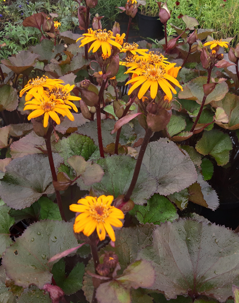 Ligularia dentata `Franz Feldweber`